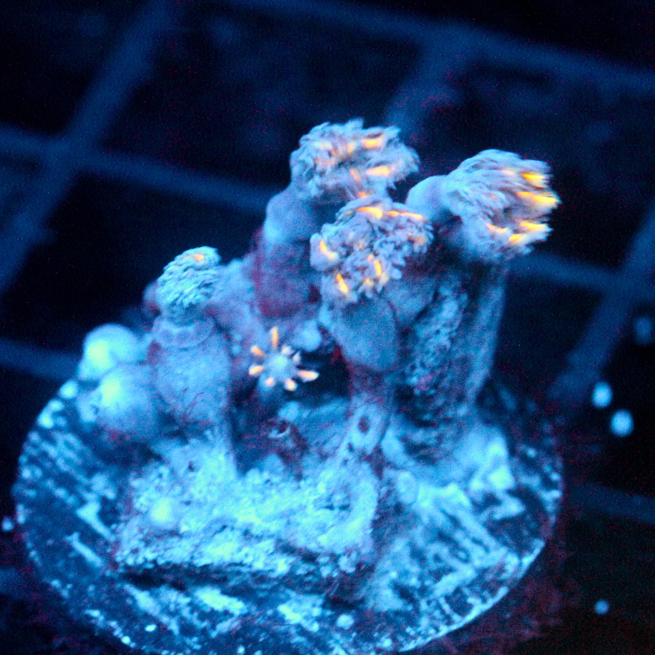 JC Orange Tip Clove Polyp