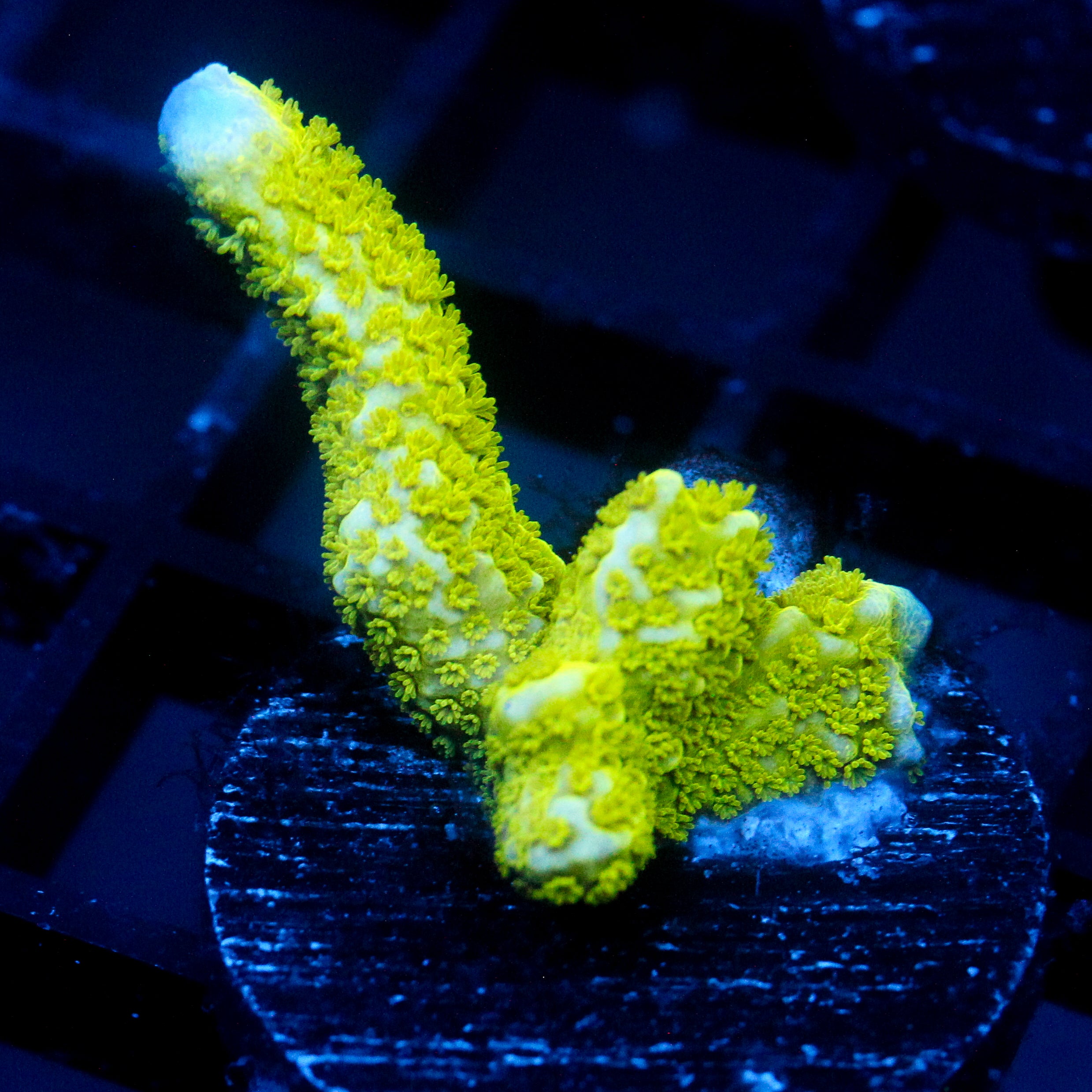 JC Neon Green Digi Monti