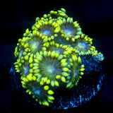 JC Nitroglycerin Goni