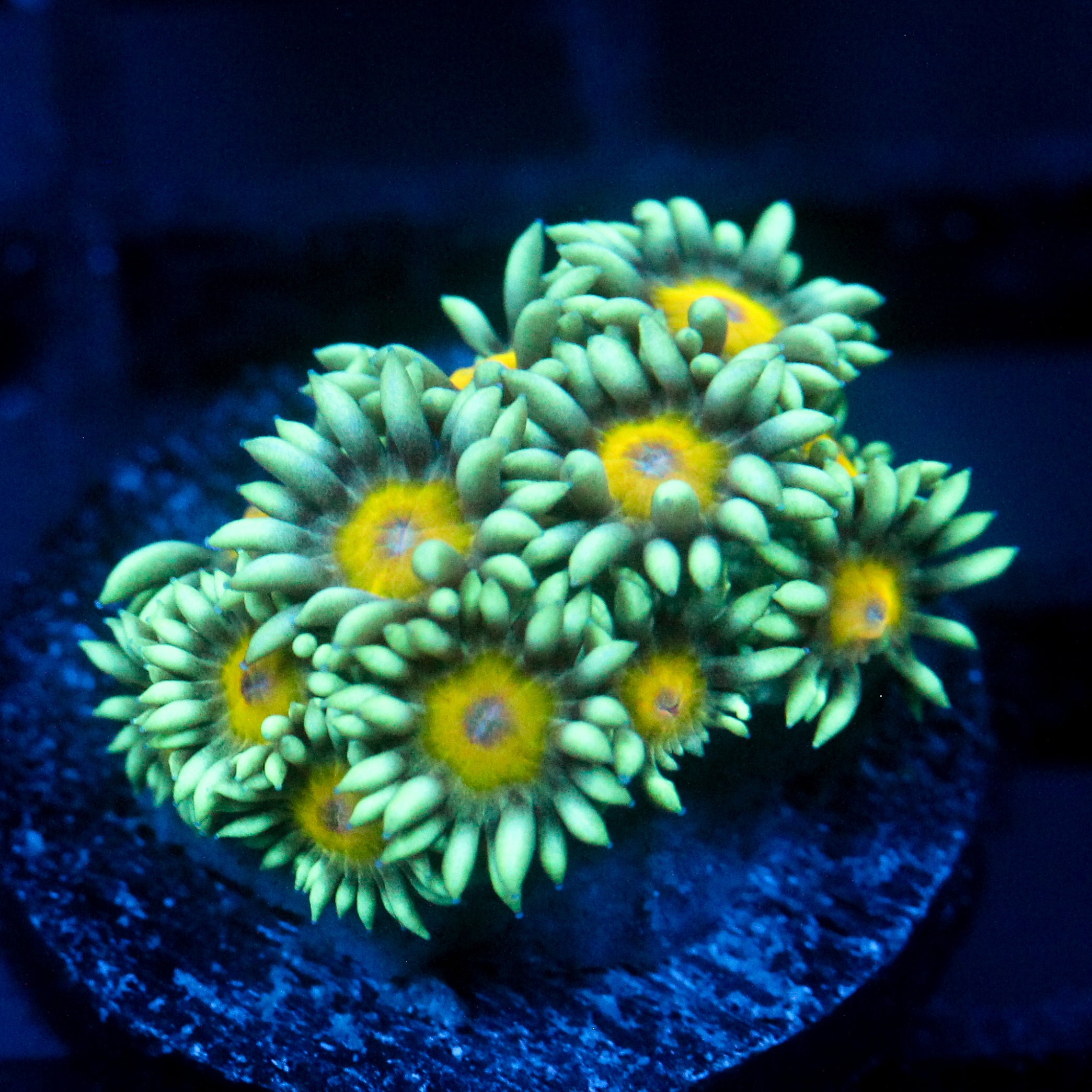 JC Sunflower Goni