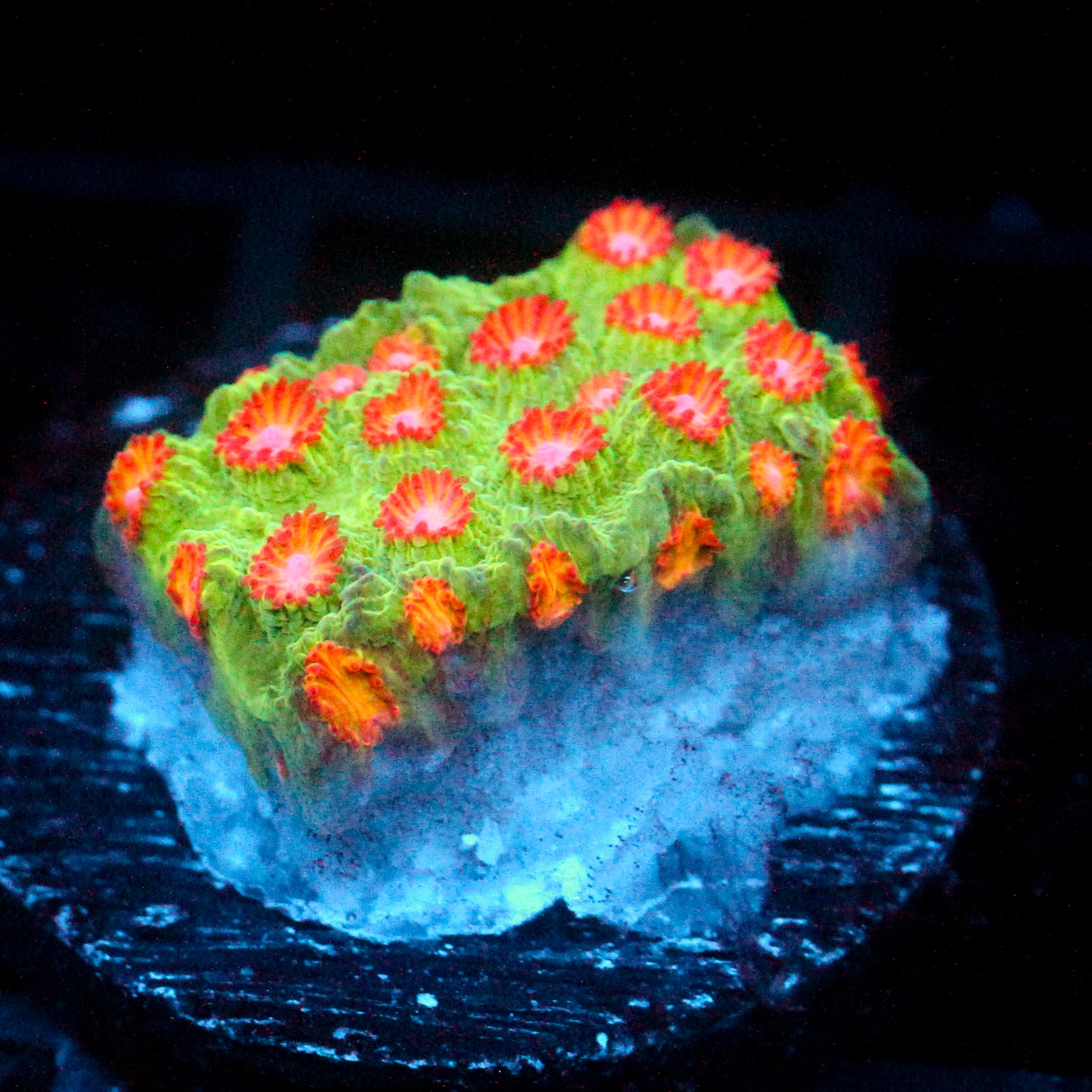 JC Evil Swarm Cyphastrea