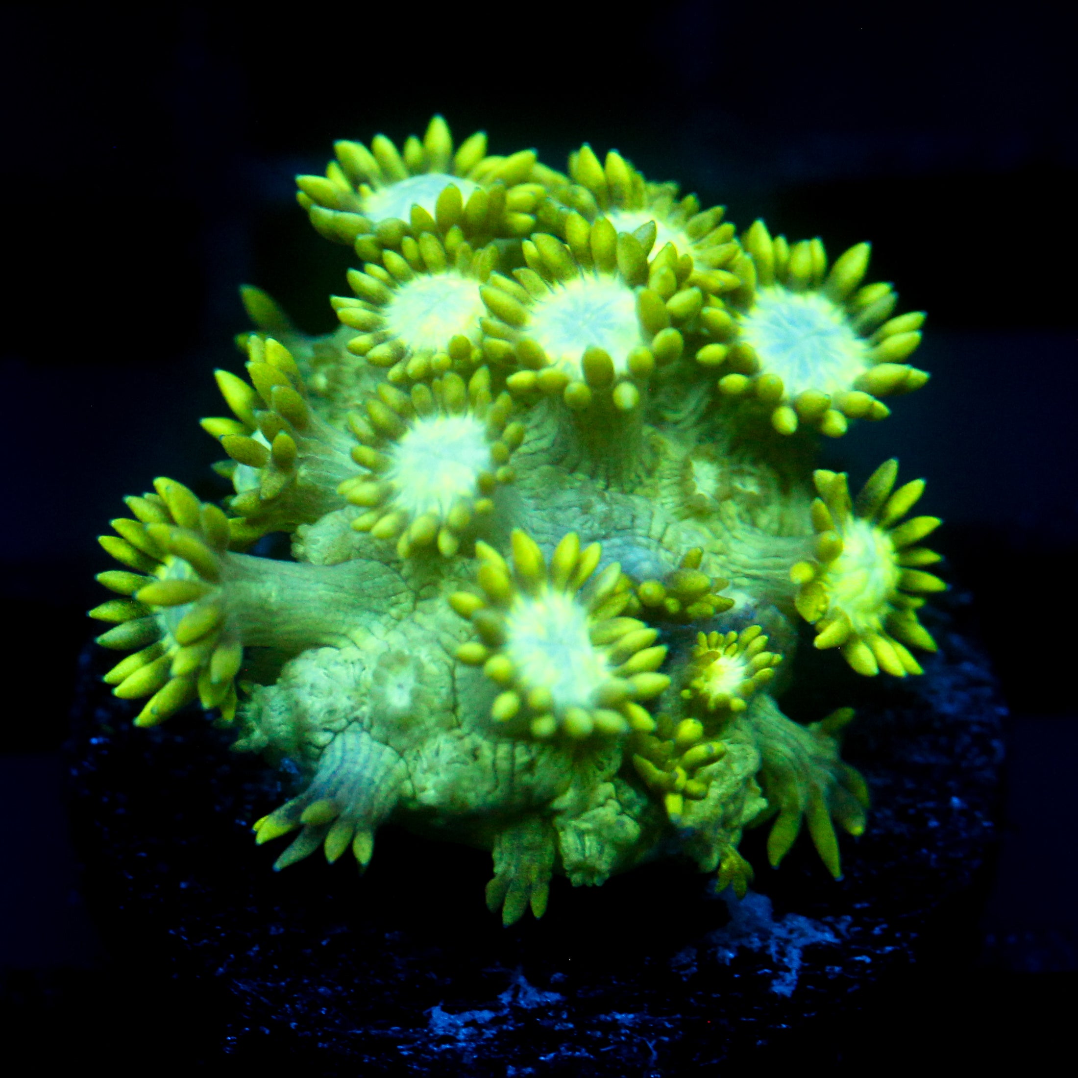 JC Uranium Fever Goni