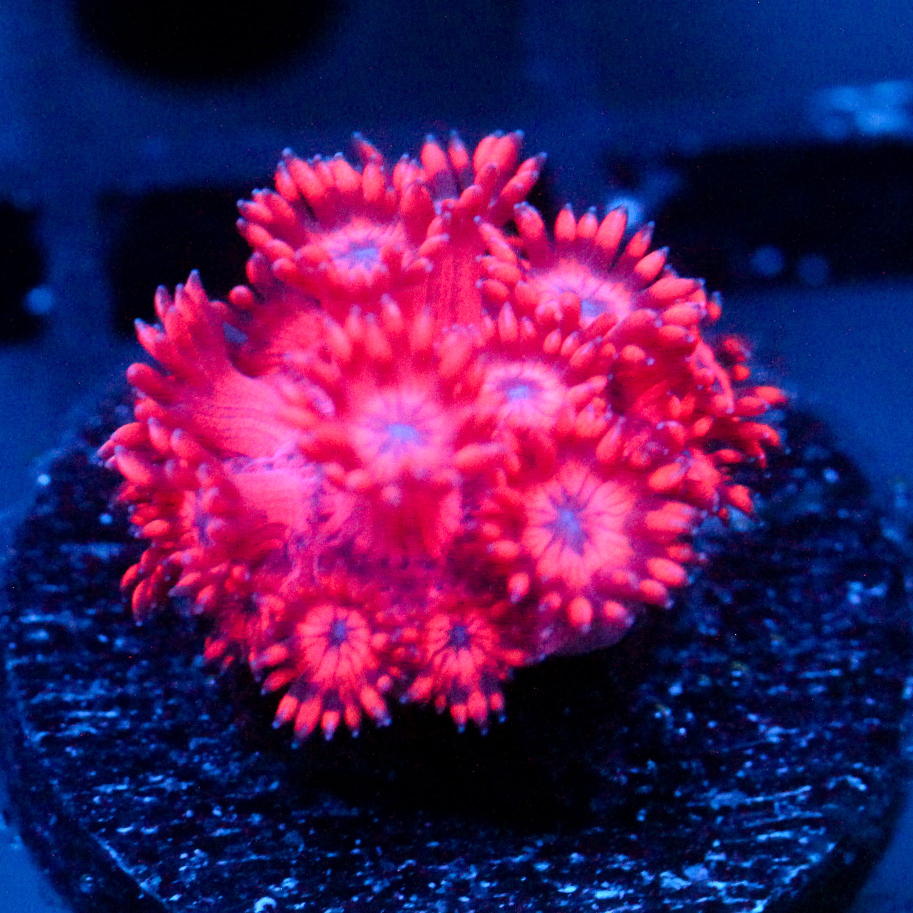 JC Dragon Newt Goni