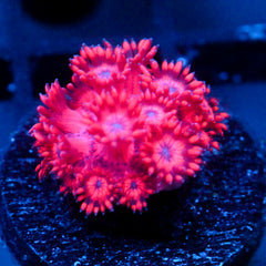 JC Dragon Newt Goni