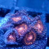 JC Speckled Kraze Zoanthid