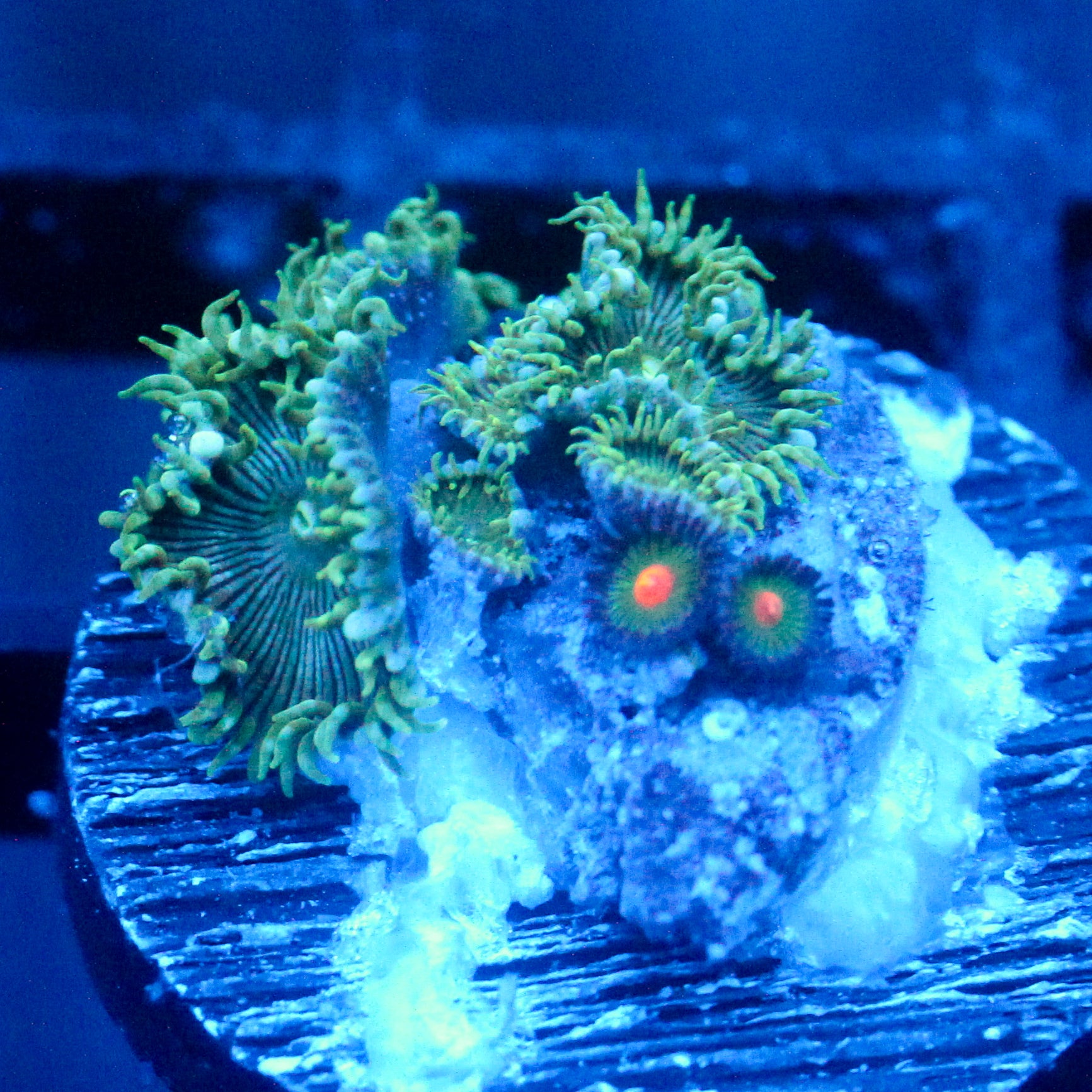 JC Minty Palythoa