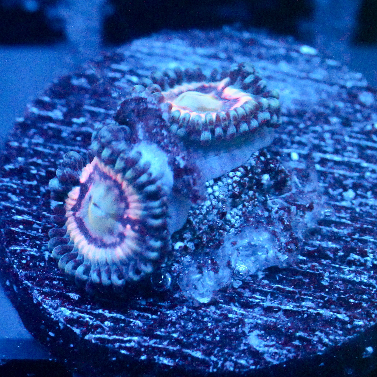 JC Pink Constellation Zoanthid