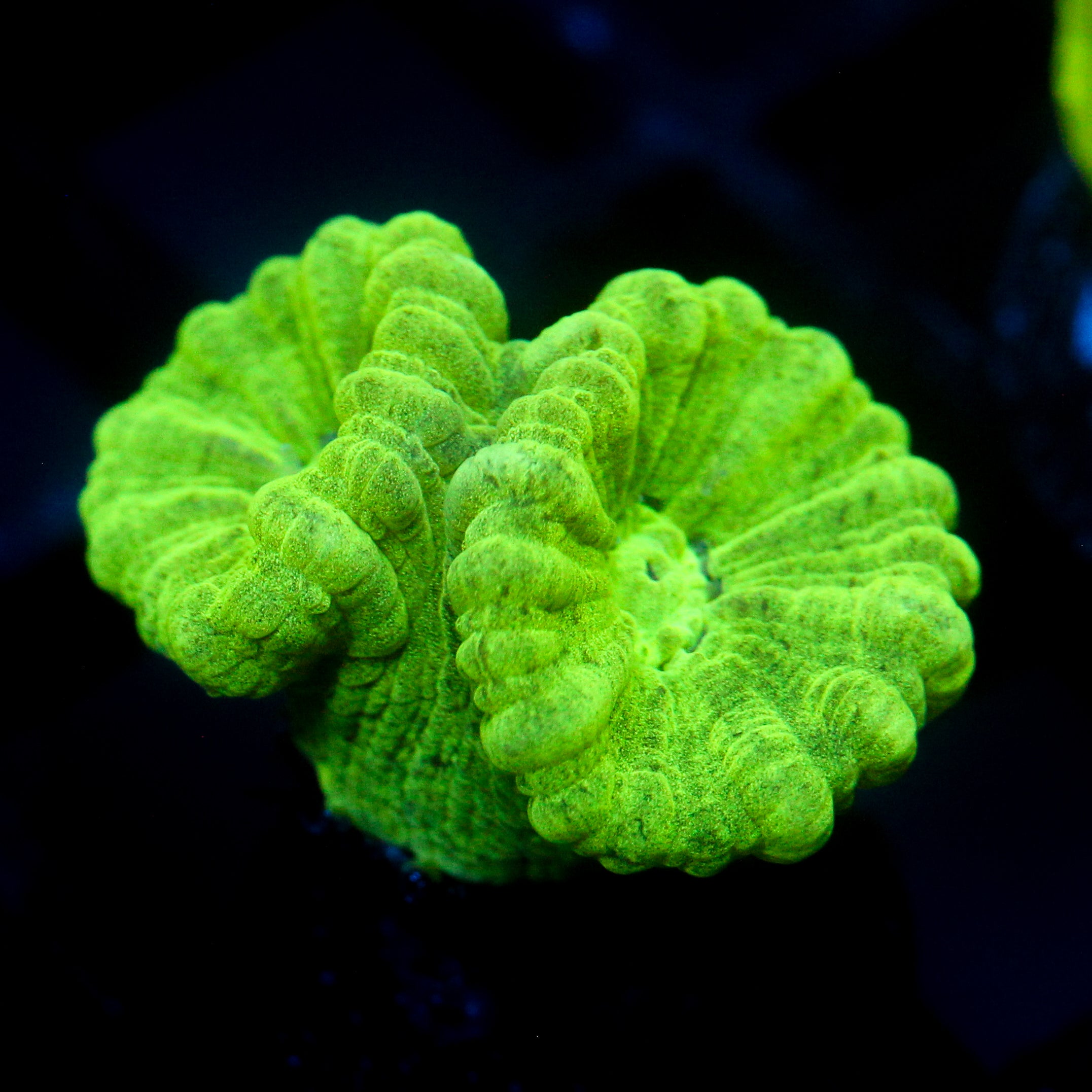 JC Neon Green Trumpet