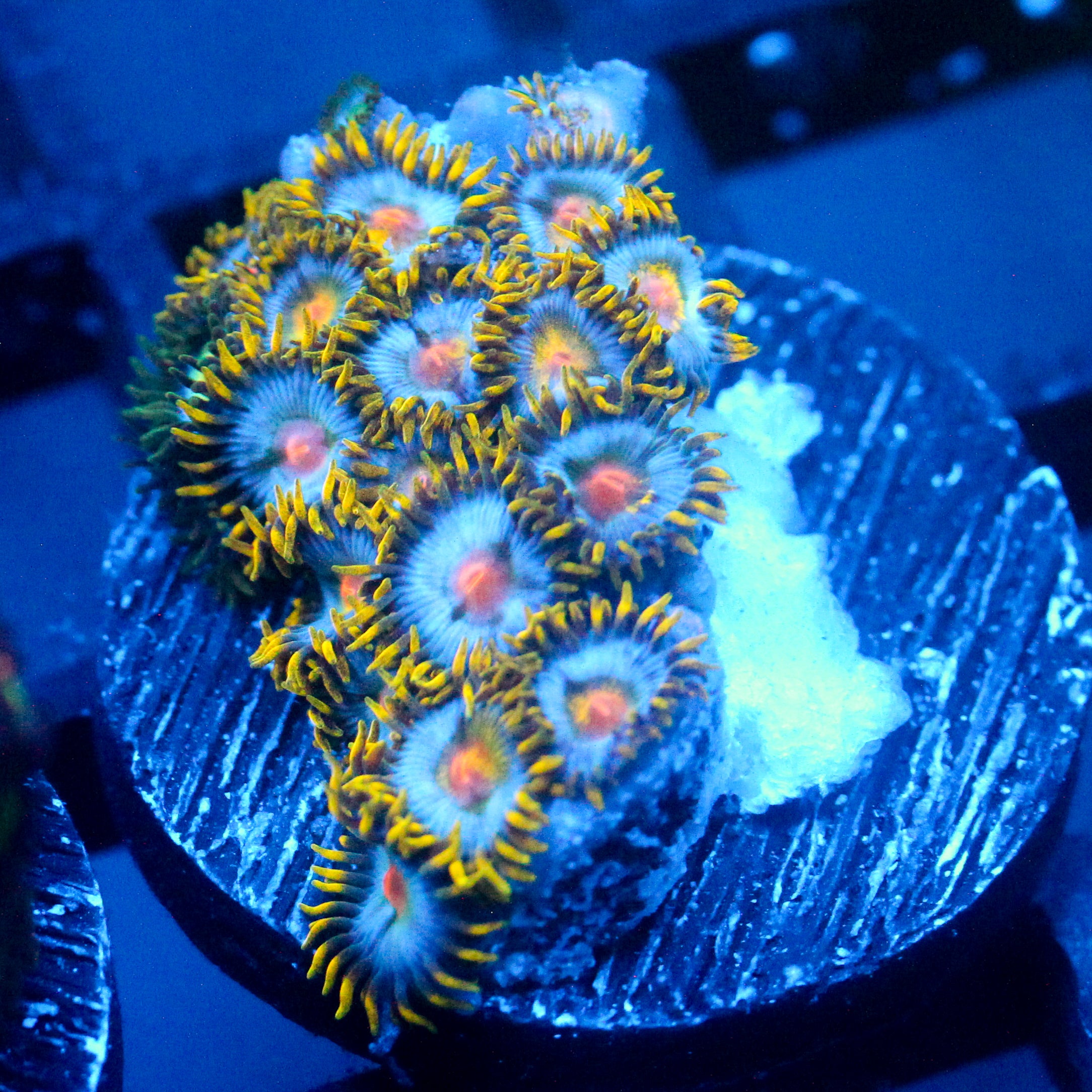 JC Saturn Zoanthid