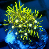 JC Lime Wire Gsp