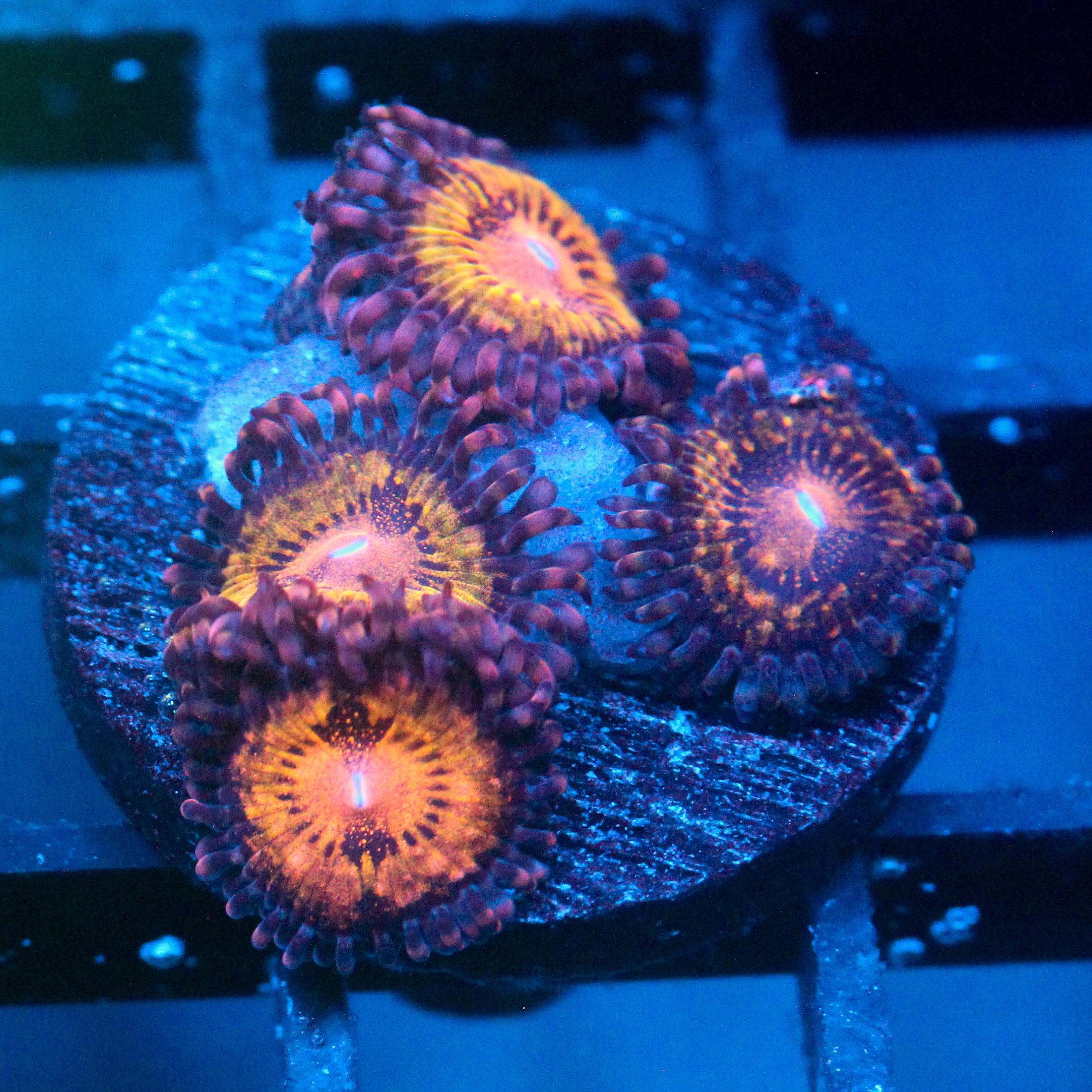 JC Speckled Kraze Zoanthid