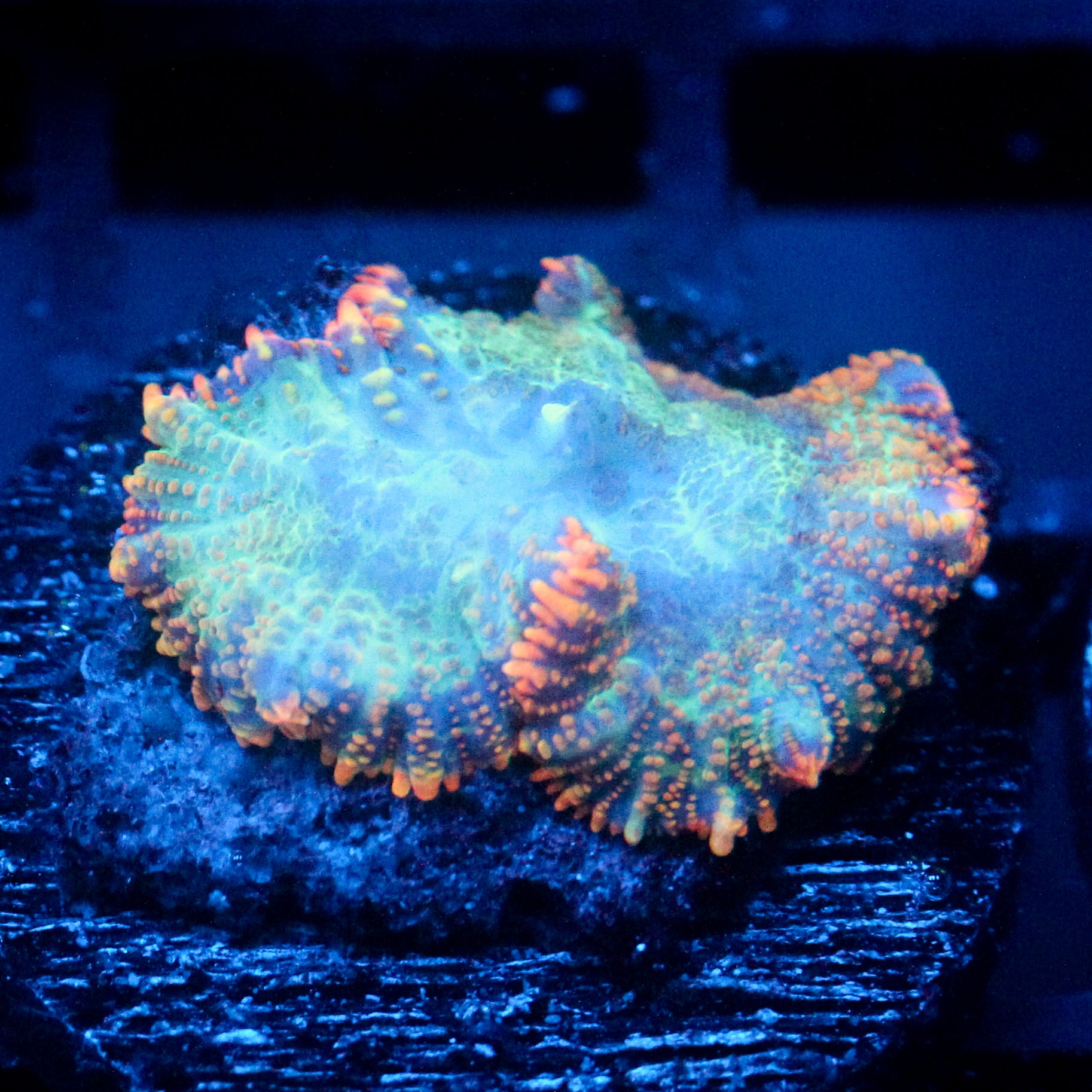 JC Lush Biome Rhodactis
