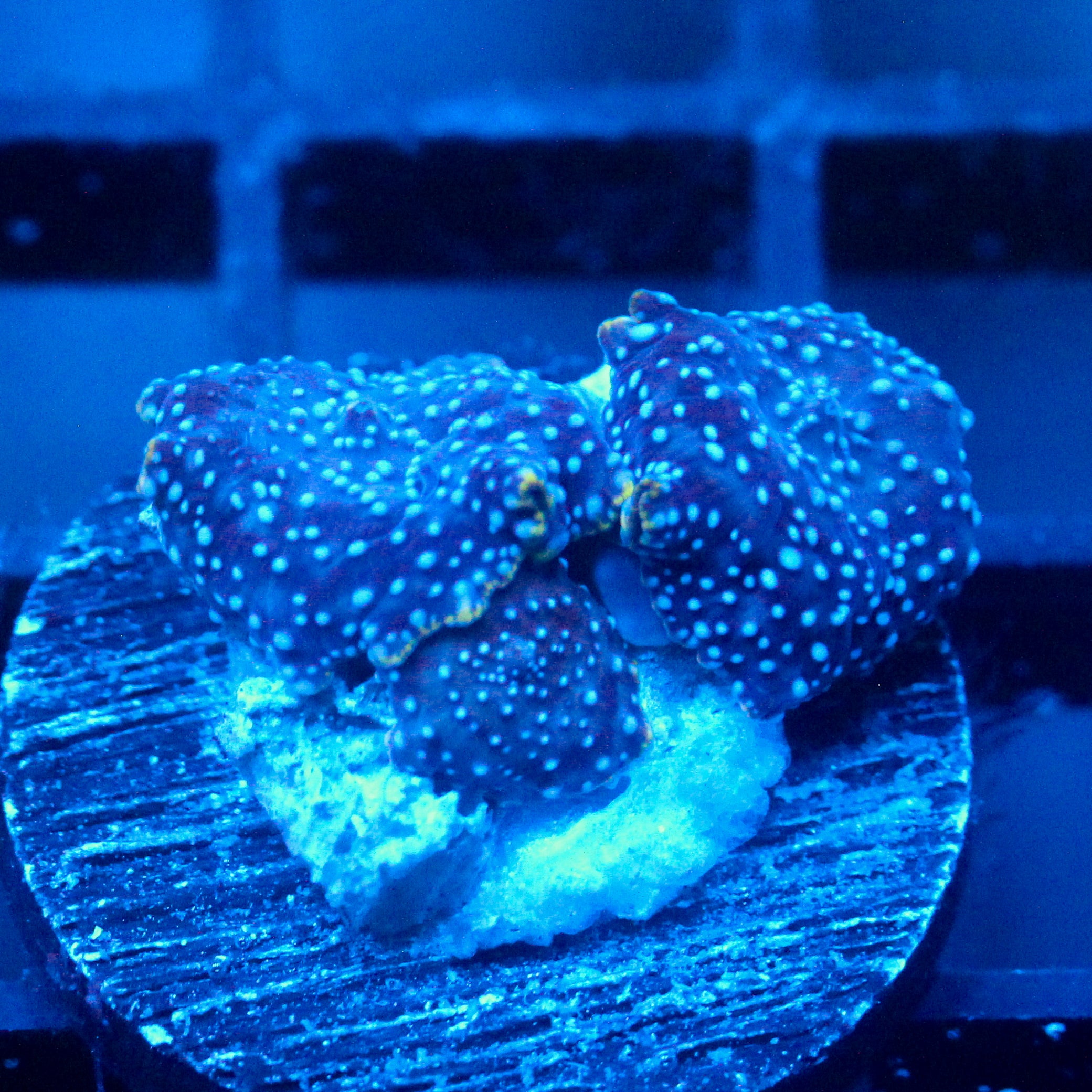 JC Green Skirt Discosoma