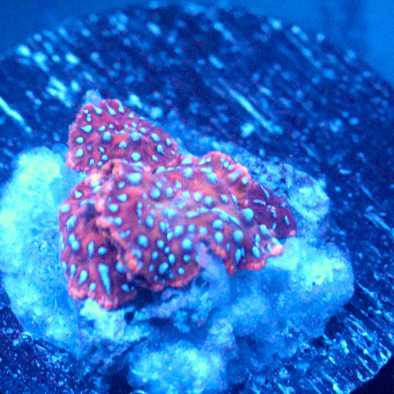 JC Blue Pimple Discosoma