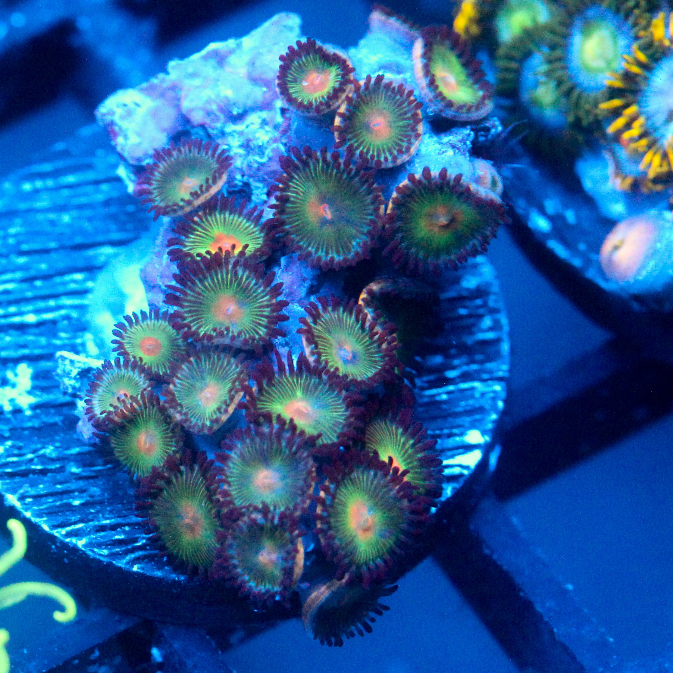 JC Alien Blood Zoanthid