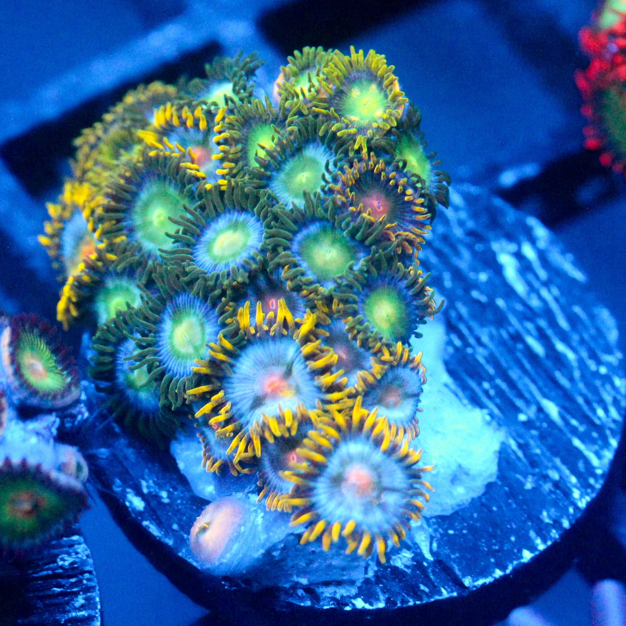 JC Zoa Garden Seed