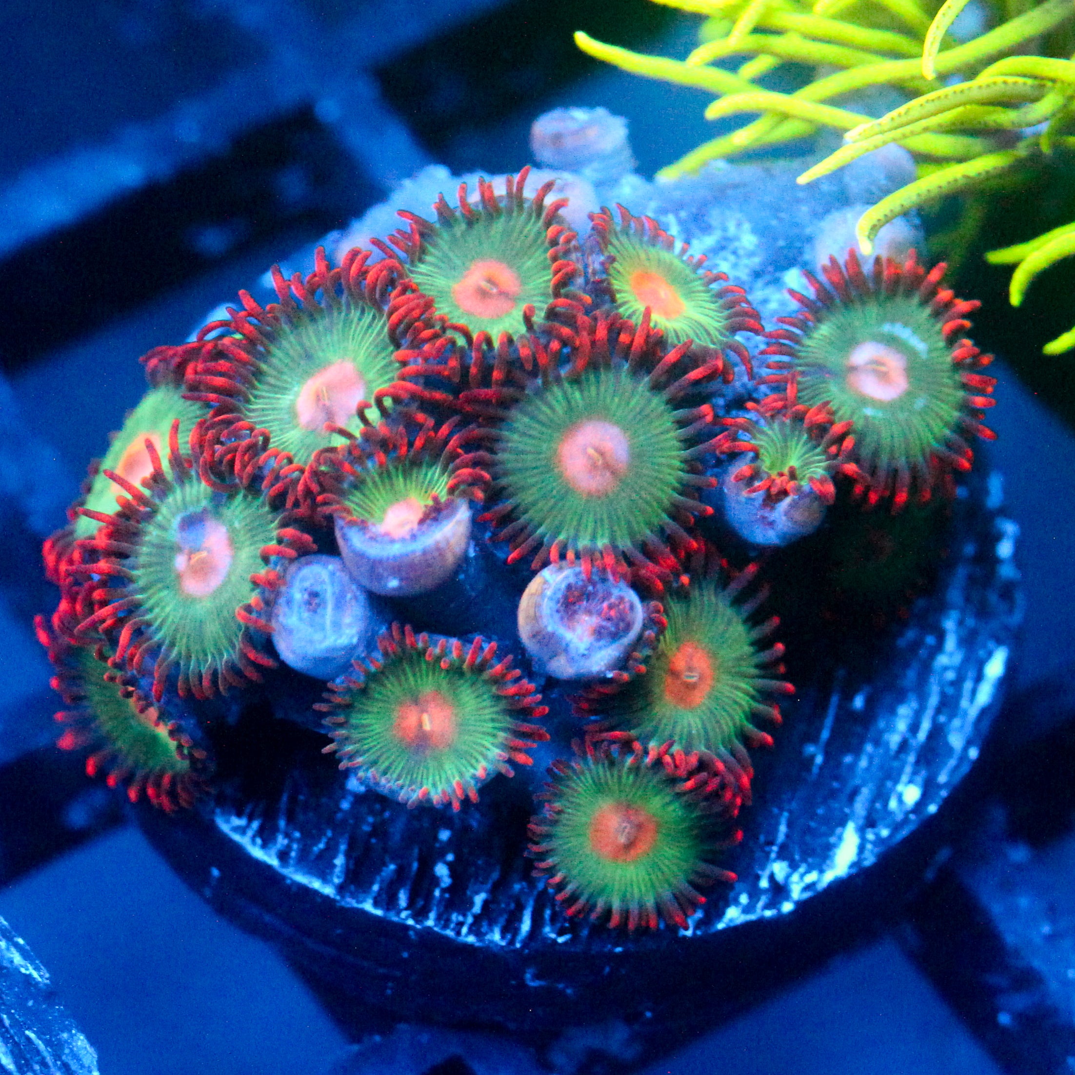 JC Gatorade Zoanthids