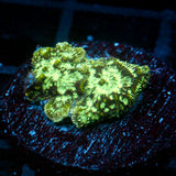 JC Storm Caller Leptoseris