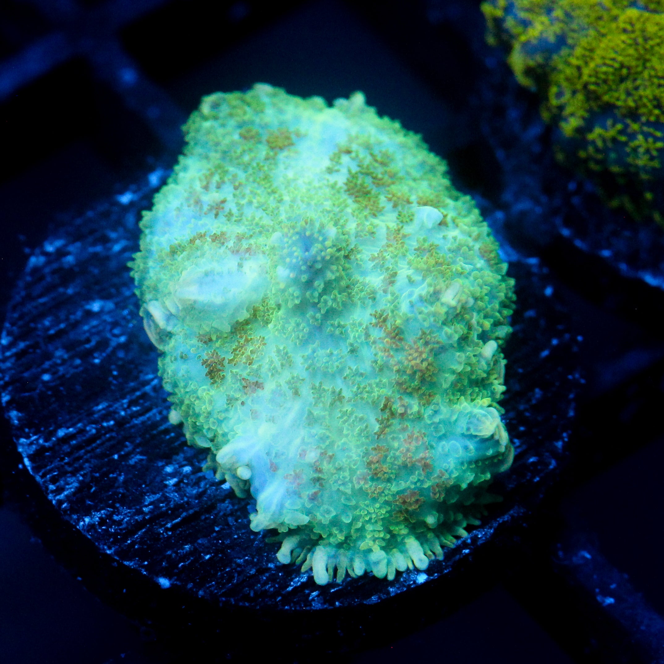 JC Lush Mesa Rhodactis