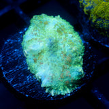 JC Lush Mesa Rhodactis