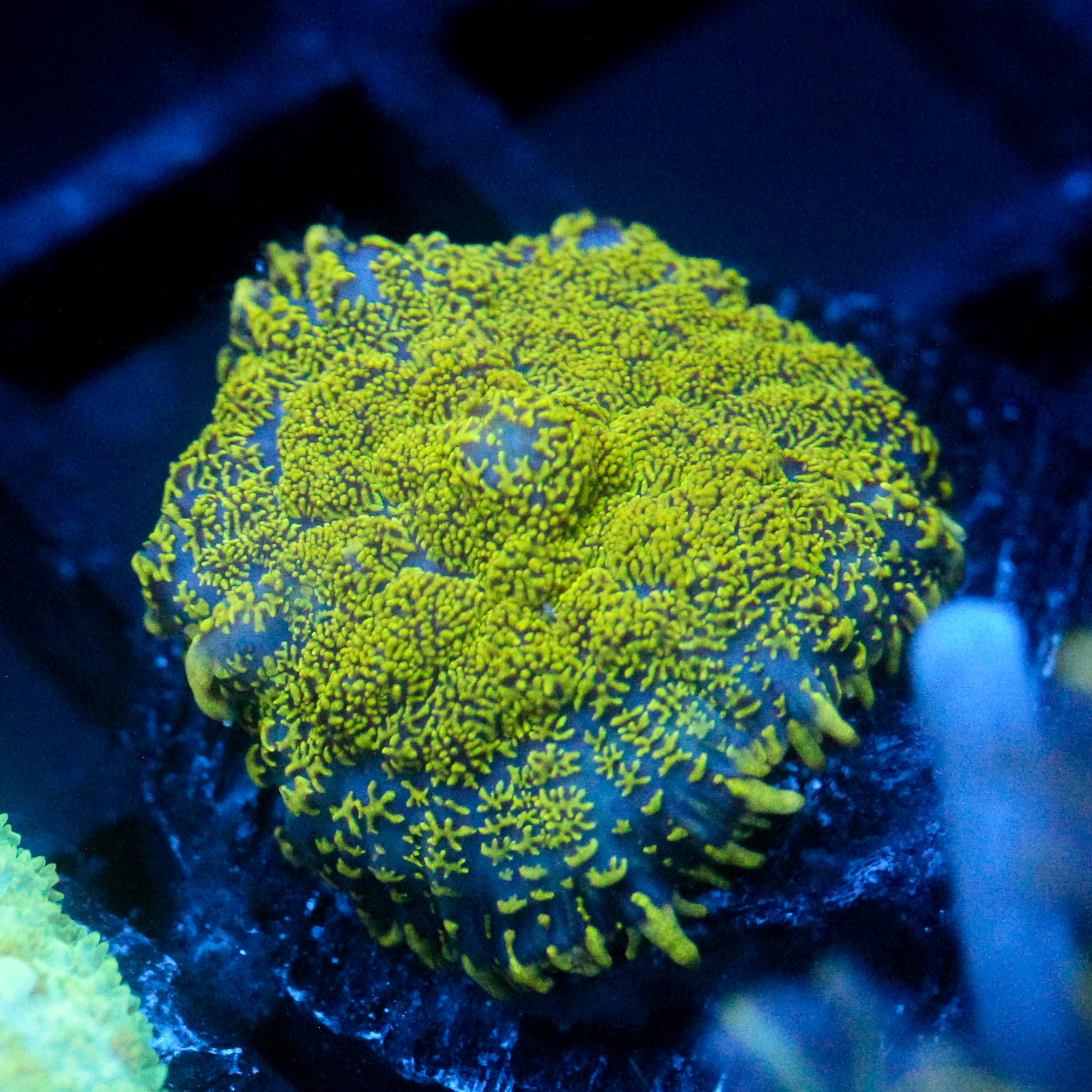 JC Glowstone Rhodactis