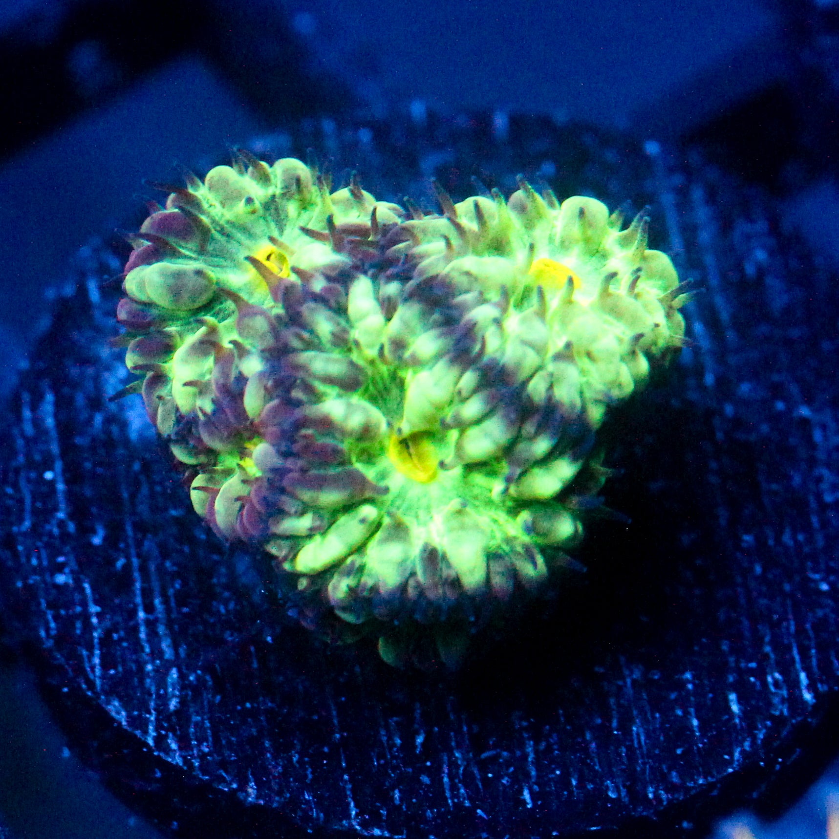 JC Flourish Fluff Blasto Merletti