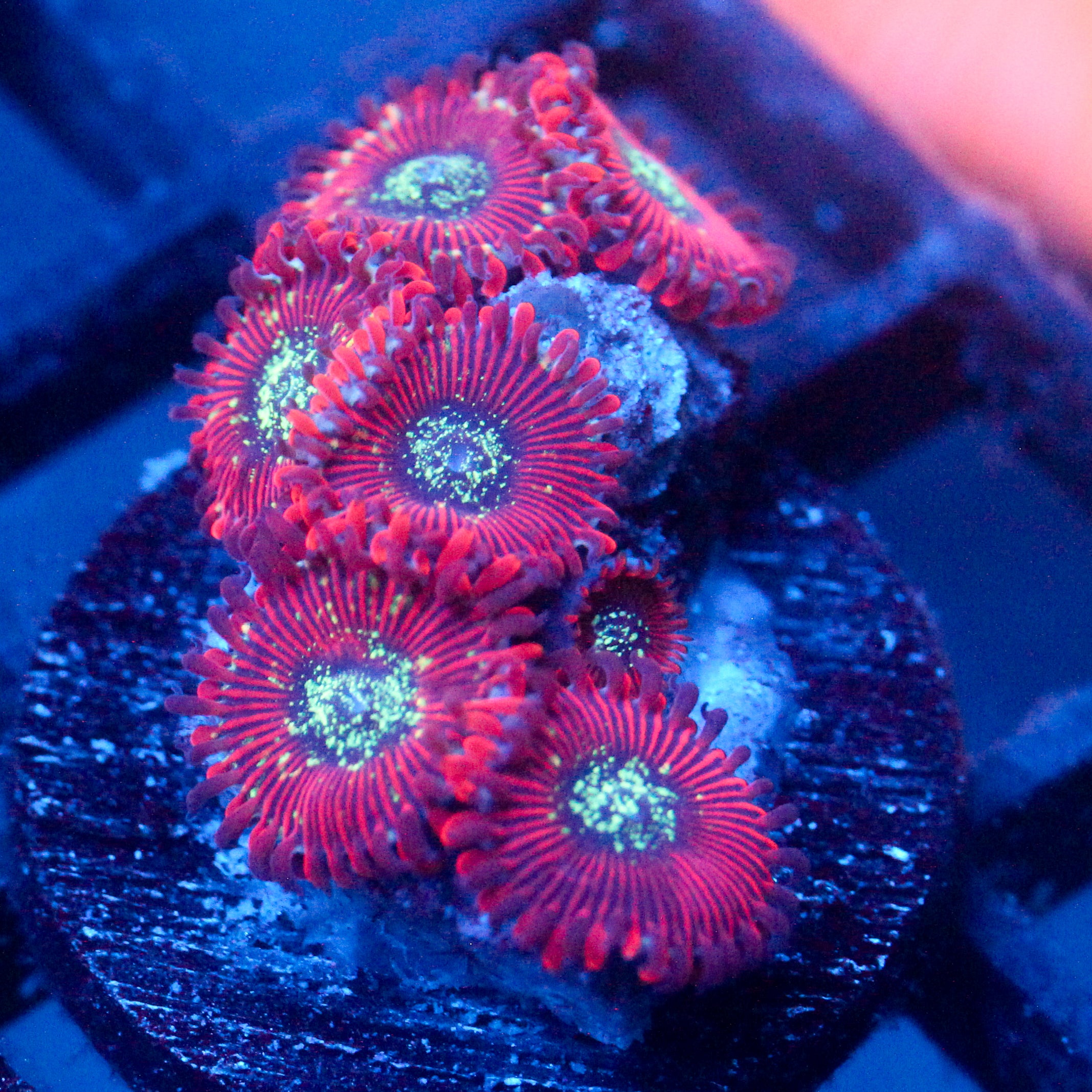 JC Magician's Zoanthid