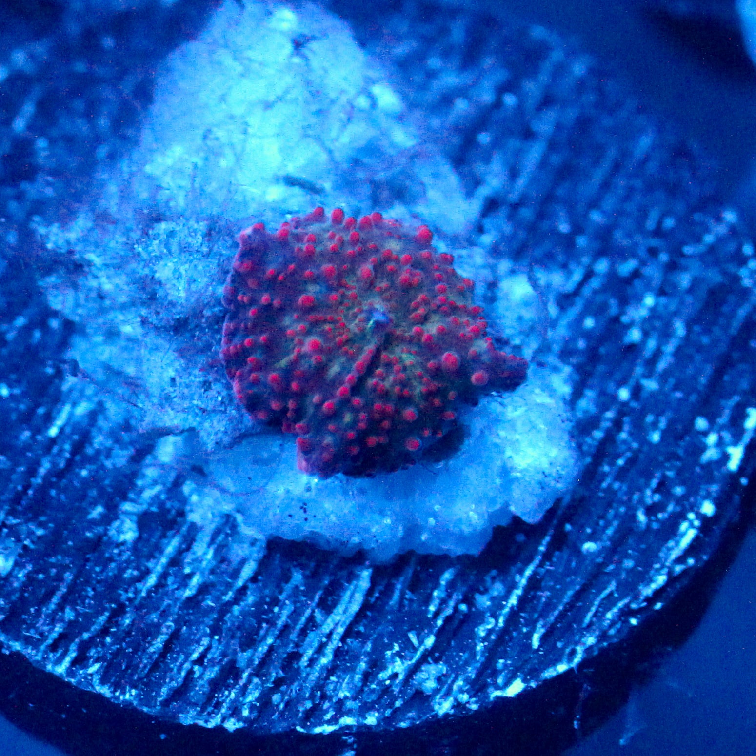 JC Red Pimple Madness Discosoma