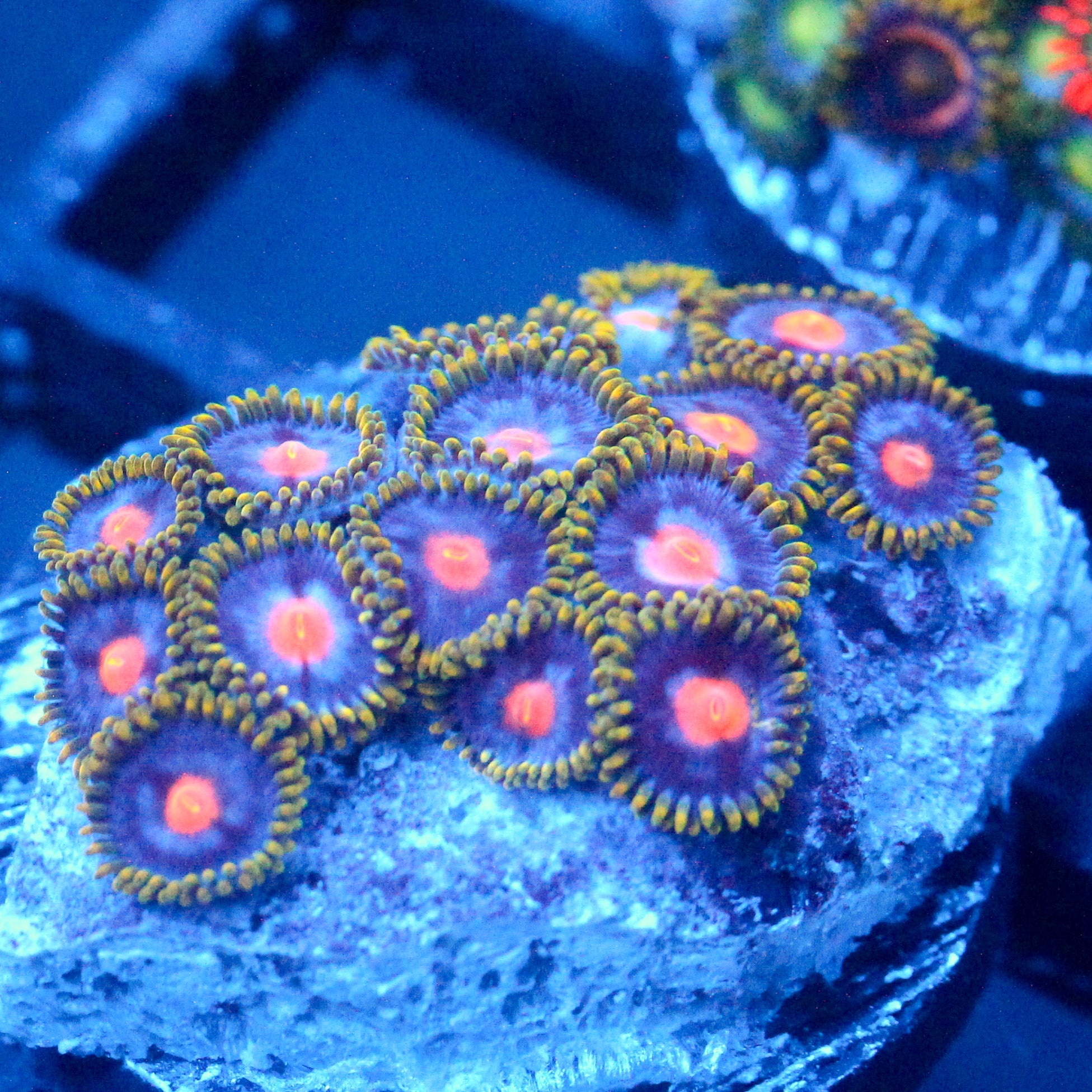JC Blue Beast Zoanthid