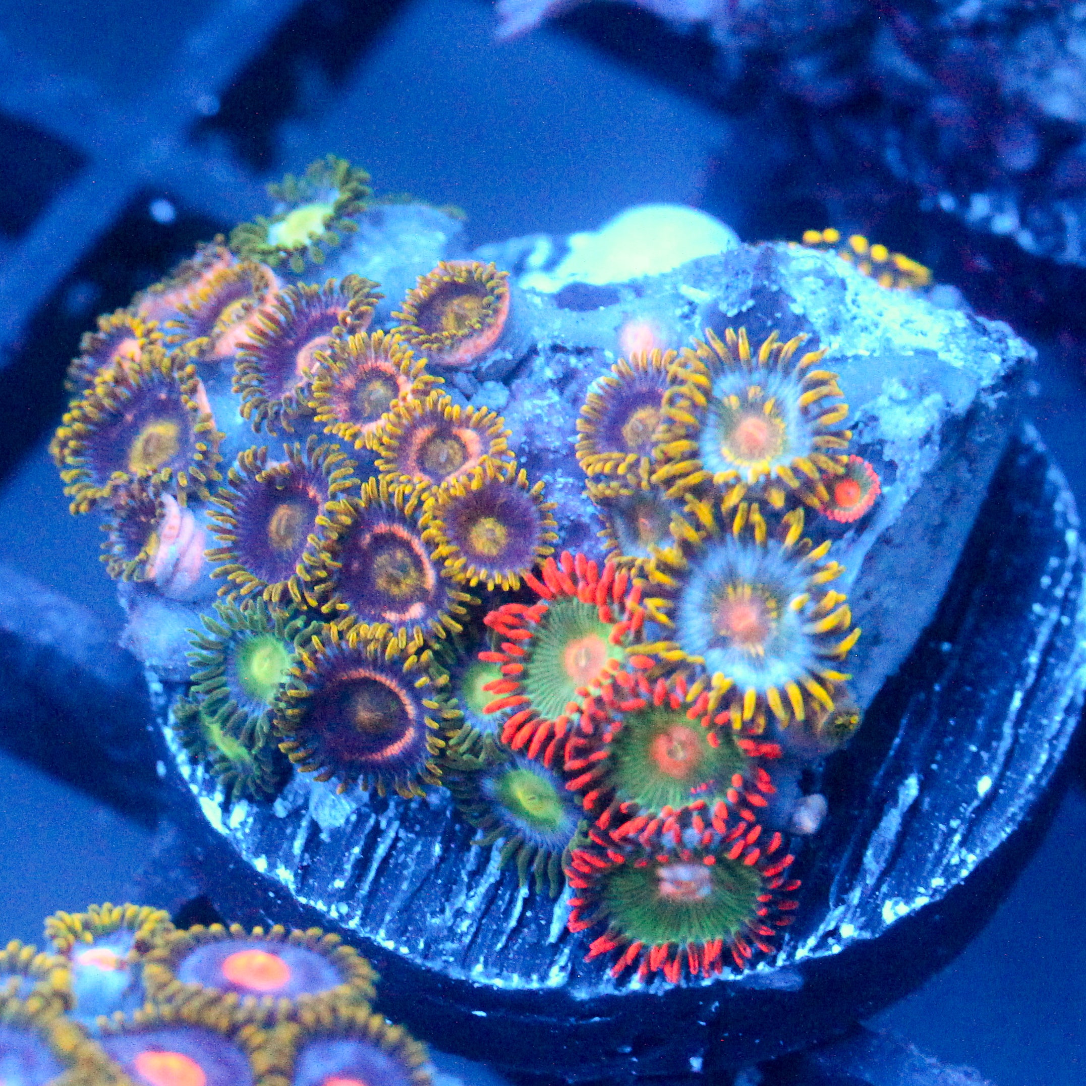 JC Zoa Garden Seed