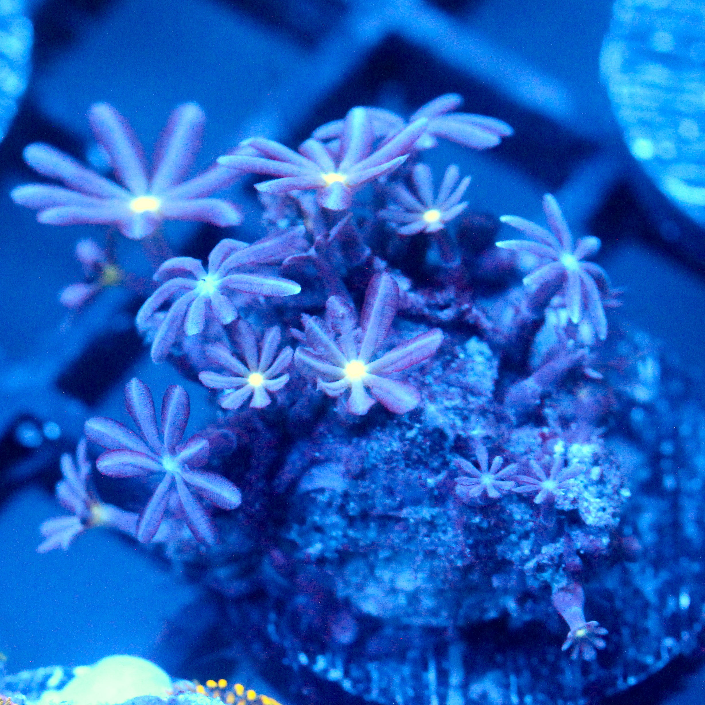 JC Enchantress Polyp Coral
