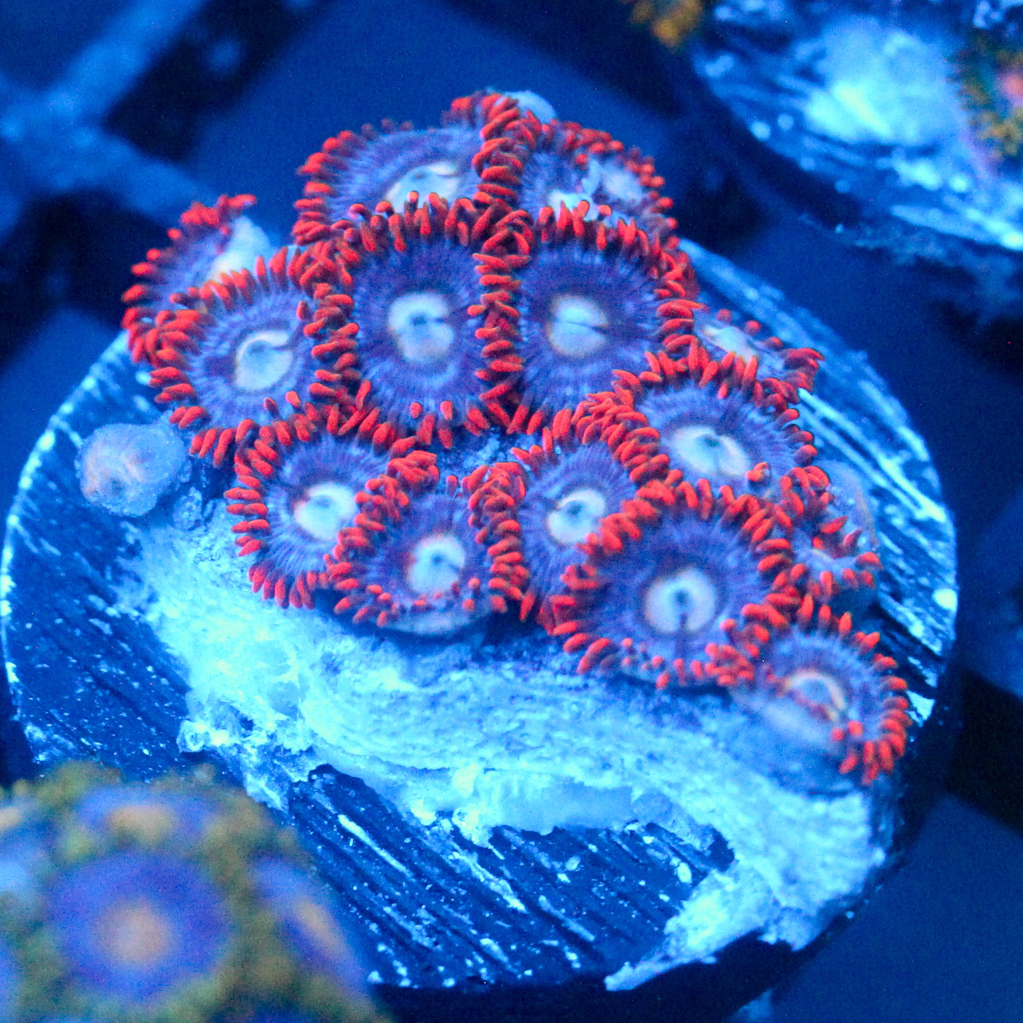 JC Edge of Reality Zoanthid