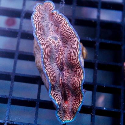 Zebra Derasa Clam