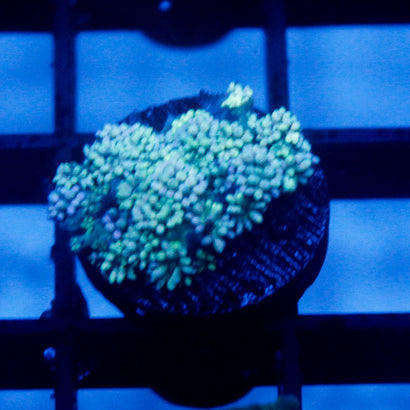 JC Blue Rainbow Goni