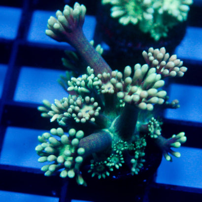 JC Green Slime Goni