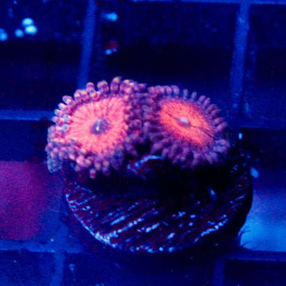 Amber Days Zoanthid