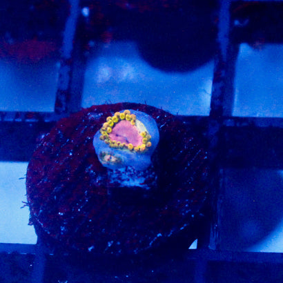 Purple Monster Zoanthid