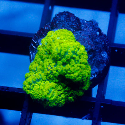JC Green Rhodactis