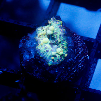 Neptune Bounce Mushroom