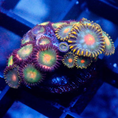Saturn + Alien Blood Zoanthid colony