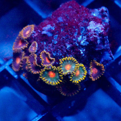 Saturn +Asst Zoanthid