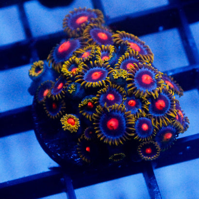 Gold Burn Mini Colony