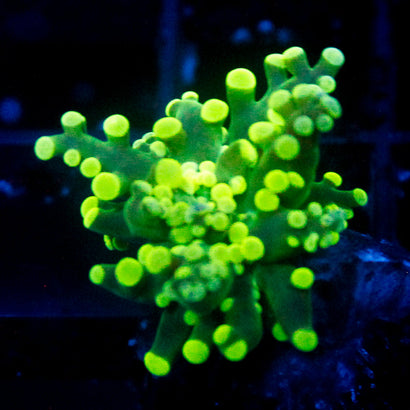 JC Neon Yellow TIp Octo