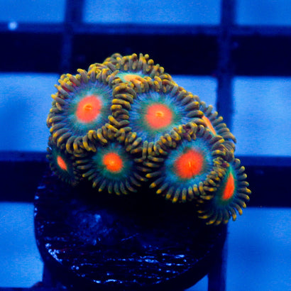 JC Jupiter Zoanthid Mini Colony