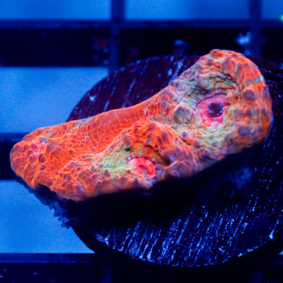 JC Caribbean Dream Chalice