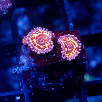 Stratosphere Zoanthid (3 Polyps)