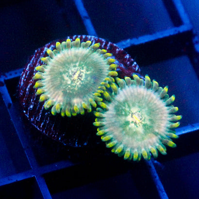 Leprechaun Farts Zoanthid