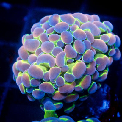 JC Ultra Hologram Hammer