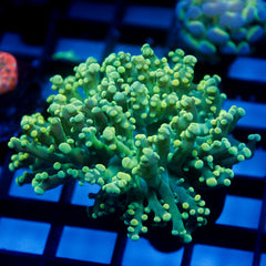 shopify auction