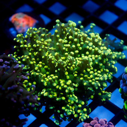 JC Neon Green Tip Octo